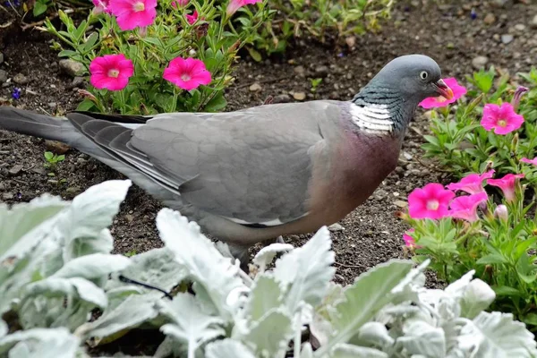 Shy Woodpigeon Walks — Stock Photo, Image