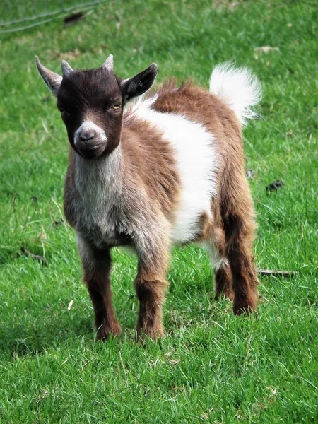 Life Goats — Stock Photo, Image
