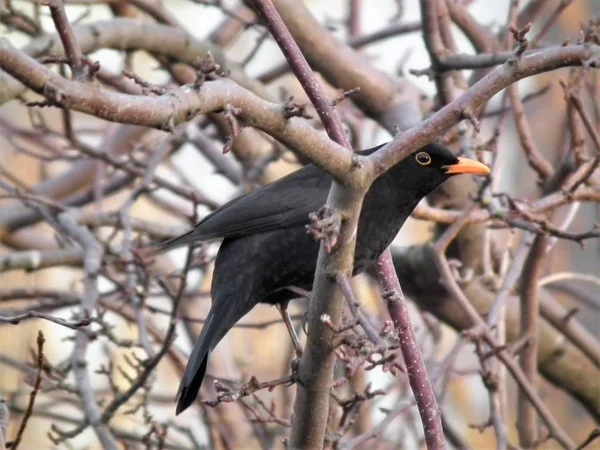 Blackbird Drzewie — Zdjęcie stockowe