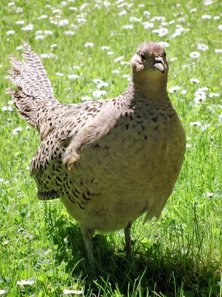 Shy Ground Bird — Stock Photo, Image