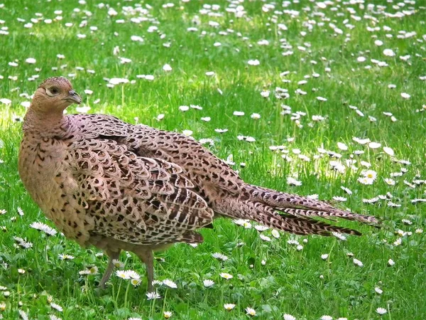 Timido Uccello Terra — Foto Stock