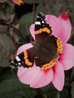 onu kelebekler geliyor