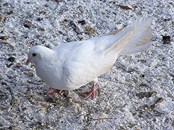 Pigeon Dans Neige — Photo