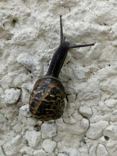 Snail Wall — Stock Photo, Image