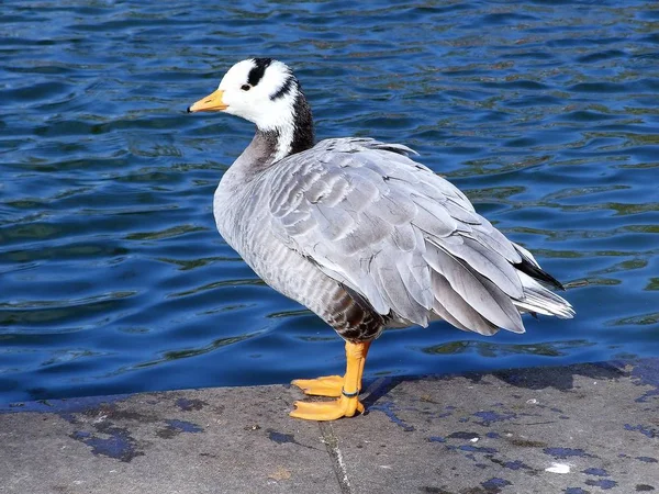 Fåglarnas Liv — Stockfoto