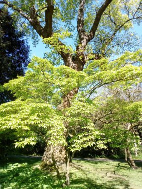 Ağaçların yaşamı