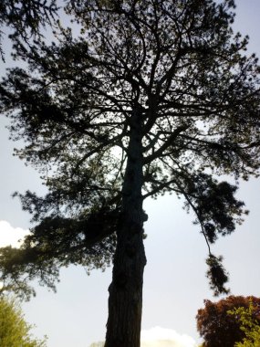 Ağaçların yaşamı