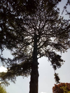 Ağaçların yaşamı