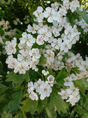 ÇİÇEKLERİN HAYATI