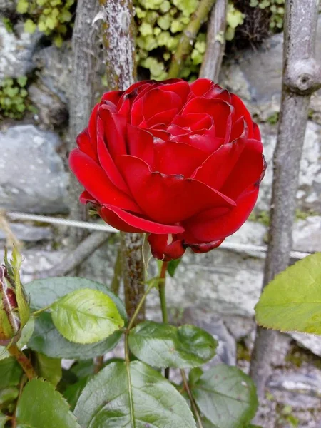 Vida Das Flores — Fotografia de Stock