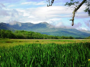 İrlanda yeşillikleri 