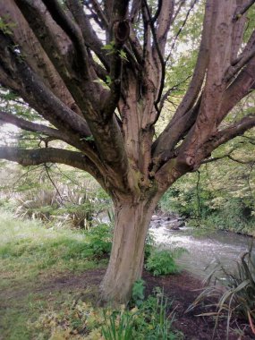 Ağaçların yaşamı