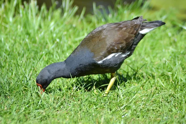 Pequeño Moorhen Nervioso — Foto de Stock