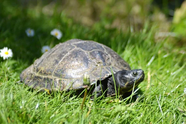 birçok sürüngenlerin hayatı.