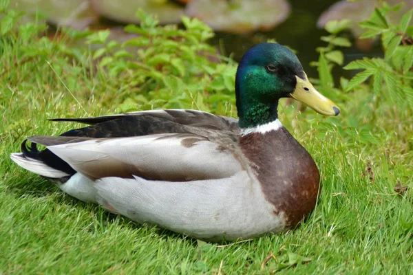 Rei Dos Patos — Fotografia de Stock