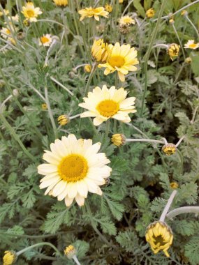 ÇİÇEKLERİN HAYATI