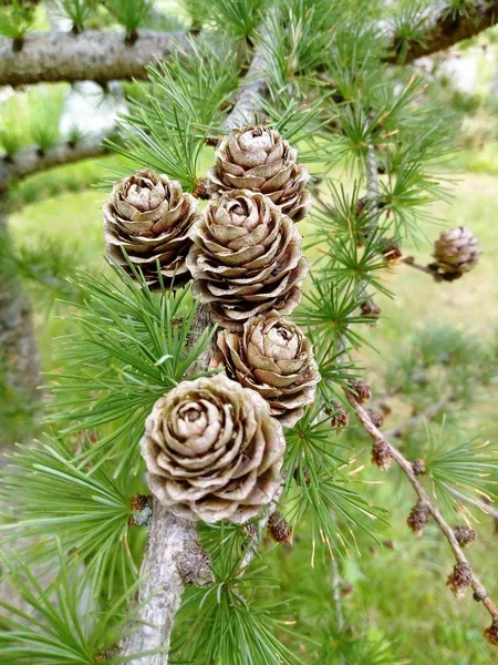 Semillas Del Árbol — Foto de Stock