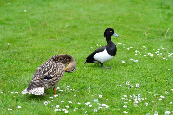 Vida Los Patos —  Fotos de Stock