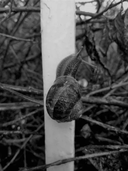 Vida Del Caracol — Foto de Stock