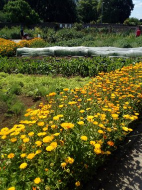 çiçekler bahar geliyor