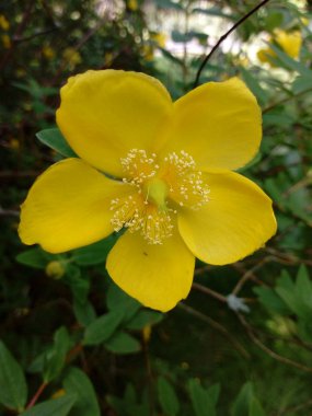 Çiçeklerin yaşamı