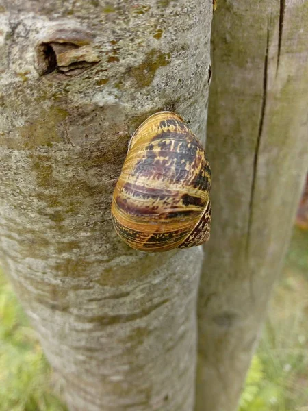 Vida Del Caracol — Foto de Stock