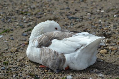 Kuşların yaşamı,
