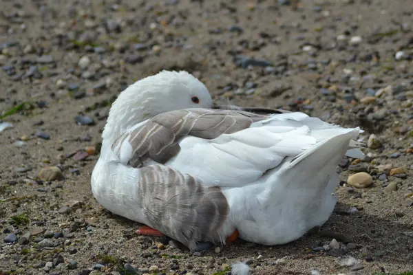 Kuşların yaşamı,