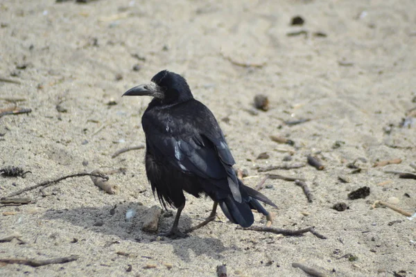 Kuşların yaşamı,