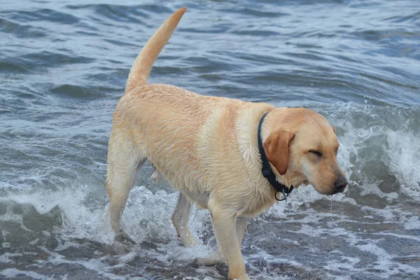 Sudaki Köpek — Stok fotoğraf