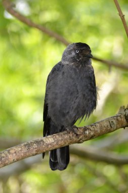 Kuşların yaşamı,