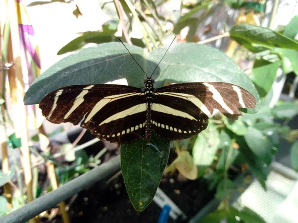 Life Butterfly — Stock Photo, Image