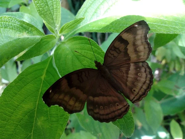 Vida Mariposa — Foto de Stock