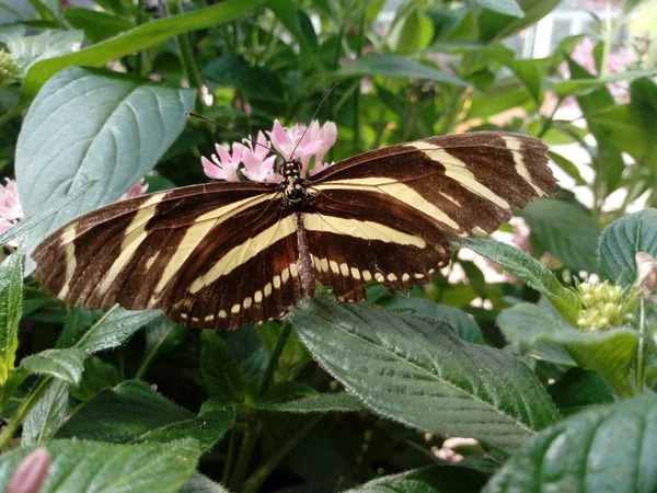 Das Leben Des Schmetterlings — Stockfoto