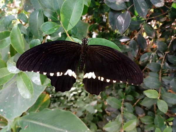 Życie Motyla — Zdjęcie stockowe