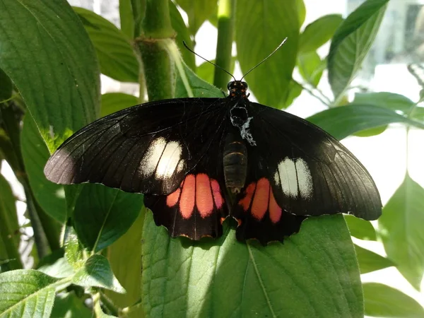 Ζωή Της Πεταλούδας — Φωτογραφία Αρχείου