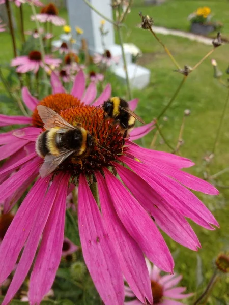 Життя Бджіл — стокове фото