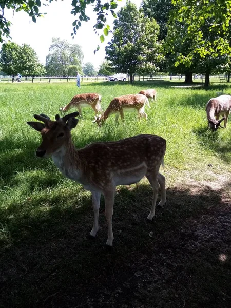 One Fallow Deer — стоковое фото