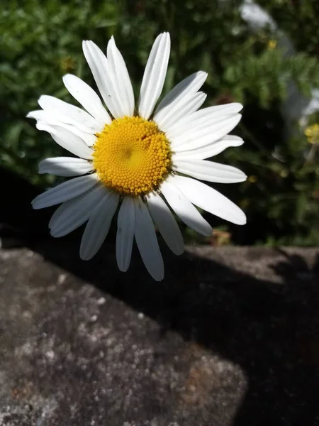 Vida Das Flores — Fotografia de Stock