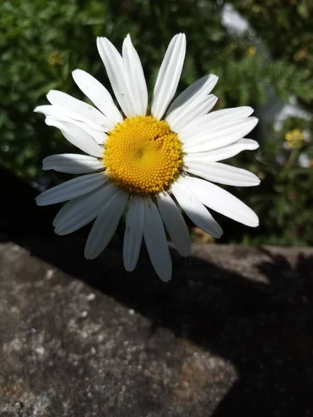 Çiçeklerin Yaşamı — Stok fotoğraf