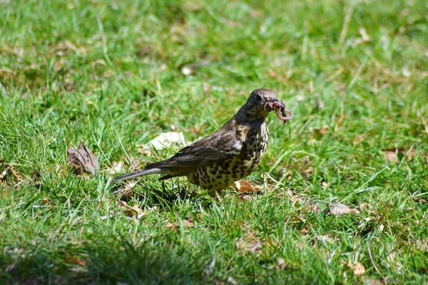 Vie Des Oiseaux — Photo