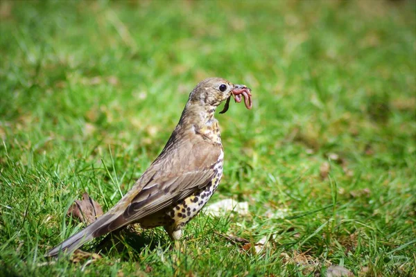 Vida Das Aves — Fotografia de Stock