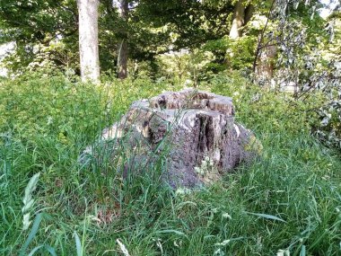 Ağaçların yaşamı