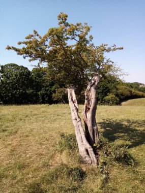 Ağaçların yaşamı