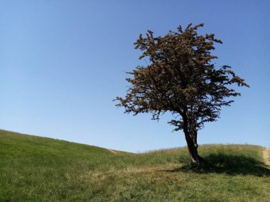 Ağaçların yaşamı