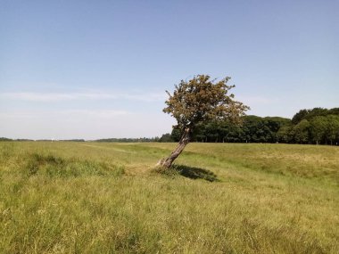 Ağaçların yaşamı