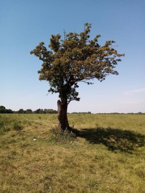 Ağaçların yaşamı