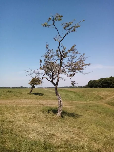 Ağaçların Yaşamı — Stok fotoğraf