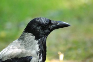 Kuşların yaşamı,