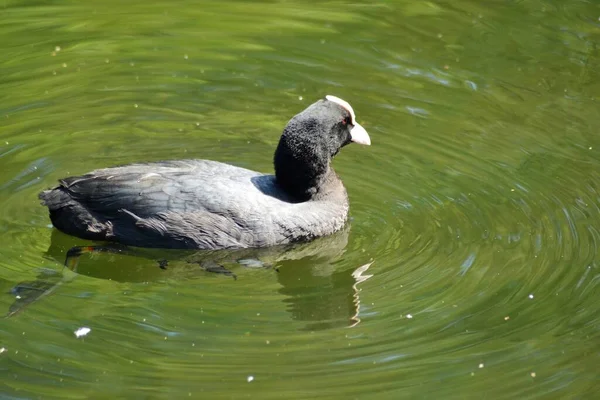 Vida Das Aves — Fotografia de Stock